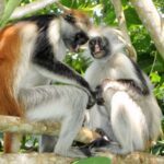 Zanzibar: Jozani Forest Tour - What You Can Expect from the Jozani Forest Tour