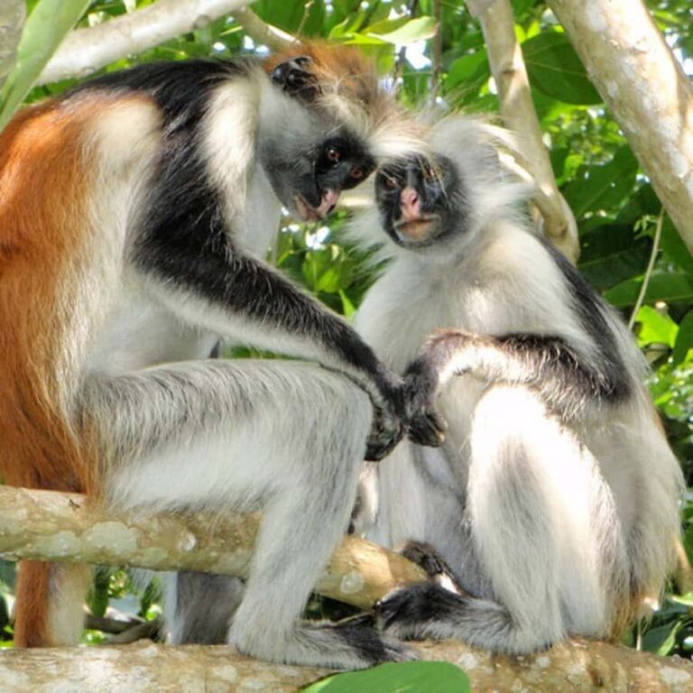 Zanzibar: Jozani Forest Tour - What You Can Expect from the Jozani Forest Tour