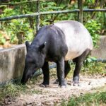 Zoo Negara and Panda Conservation Centre Tickets - What to Expect During the Tour