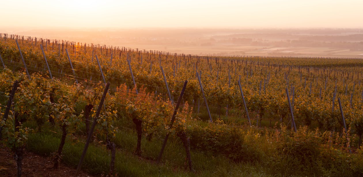 Golden sunset casting warm hues over expansive vineyards