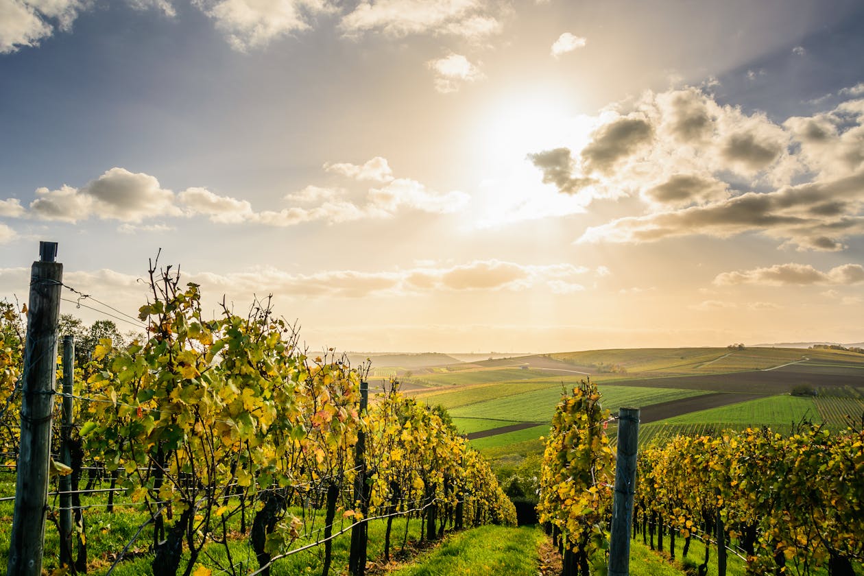 Scenic view of a sunlit vineyard with rows of grape vines under a bright sky
