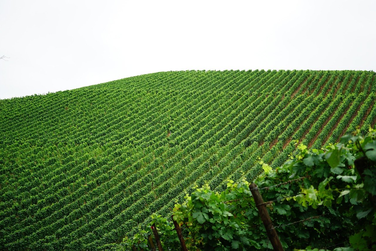 Symmetrical rows of grapevines stretching through the countryside