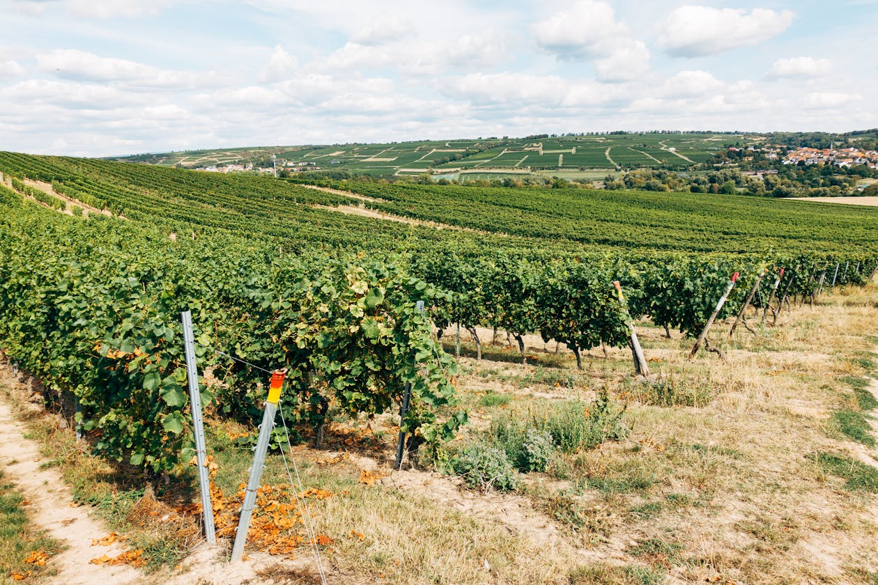 Lush vineyard rows stretching across rolling hills under a vibrant sky