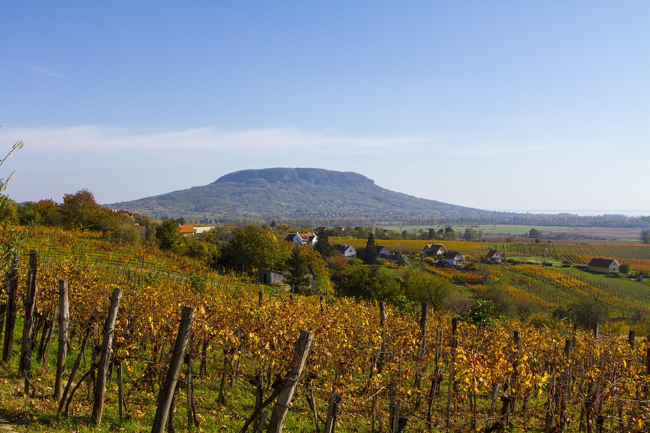 A vineyard in the Hungarian countryside with rolling hills and mountains