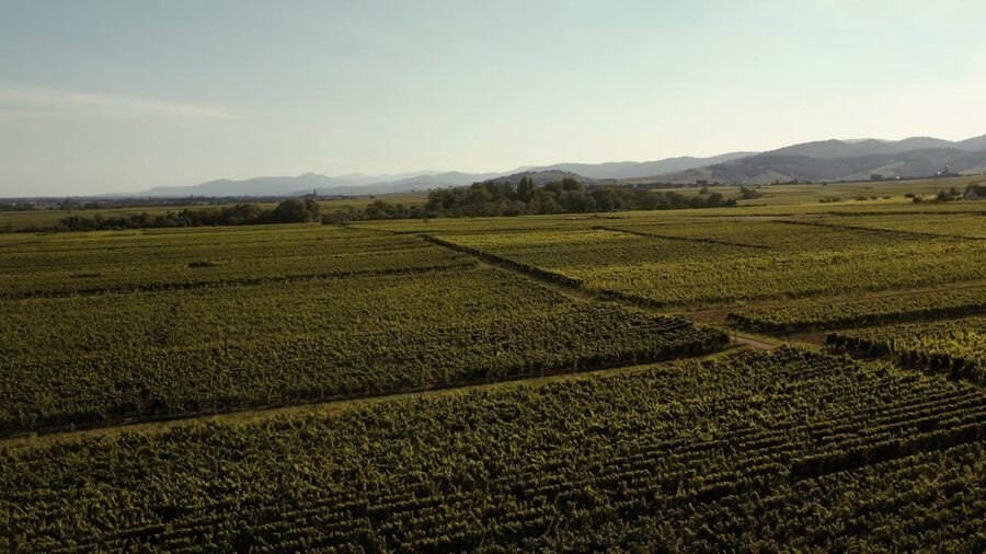Vineyard along the Alsace wine route