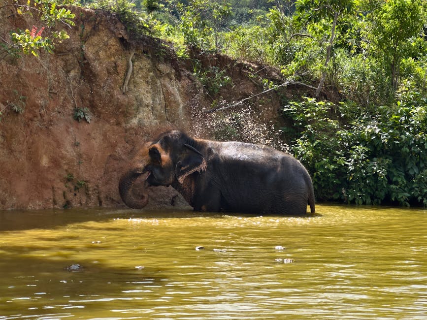 Asian elephant bathing