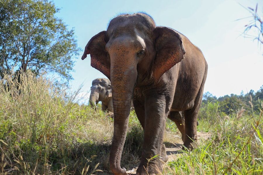 Asian elephant close-up