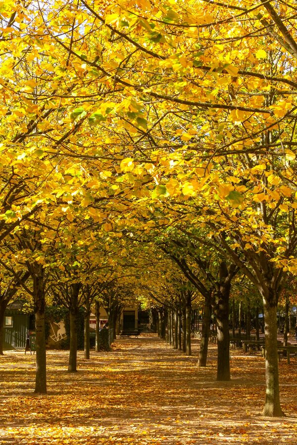 Autumn foliage creating a golden canopy over a Paris park avenue