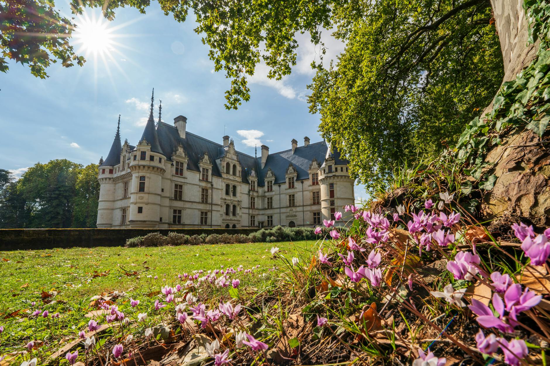 Château de Azay-le-Rideau with soft pink flowers in the foreground