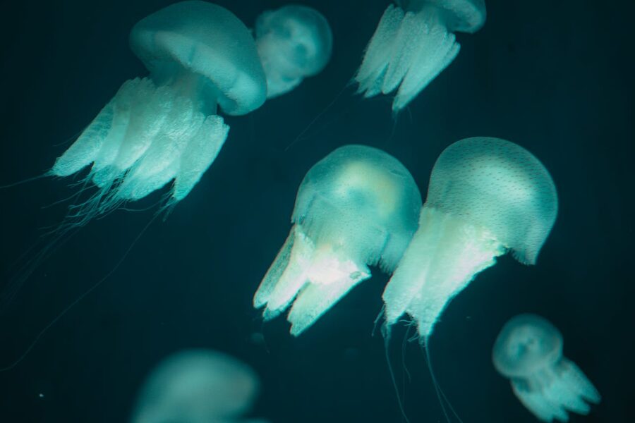Blue jellyfish floating gracefully in a serene underwater setting