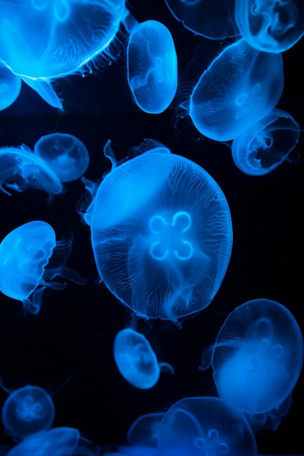 Blue illuminated jellyfish floating in dark water with neon light