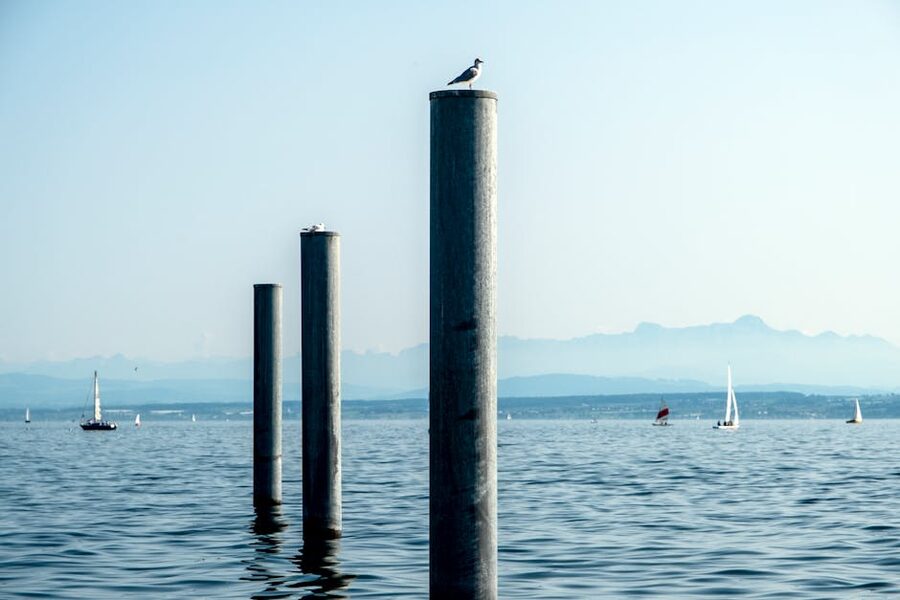 Seagulls on poles with sailboats on Bodensee