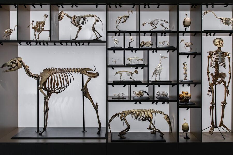 Diverse collection of animal and human skeletons
