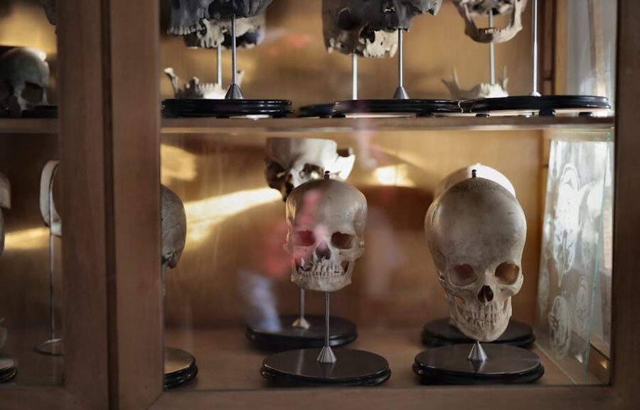 Multiple human skulls displayed in museum glass