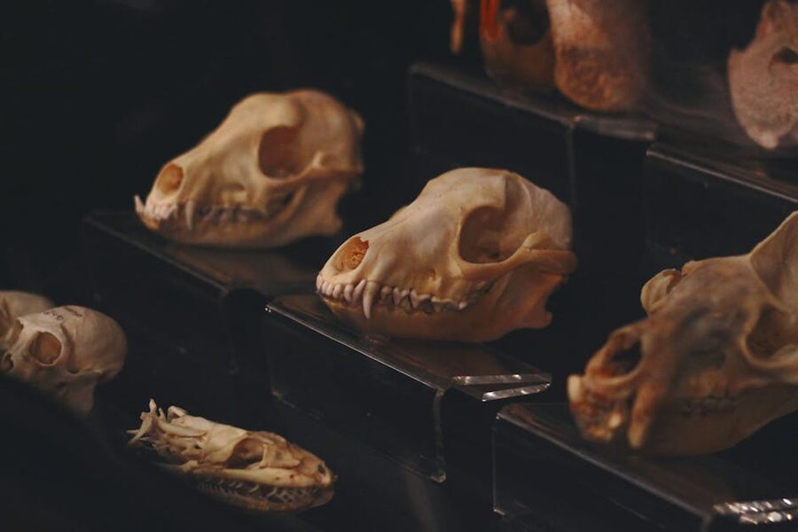 Animal skulls arranged in display