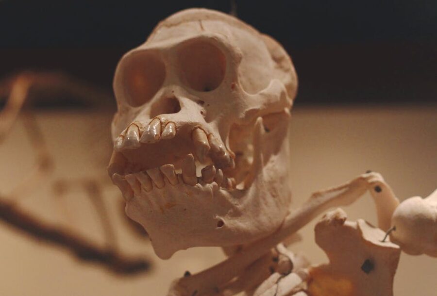 Monkey skull in museum