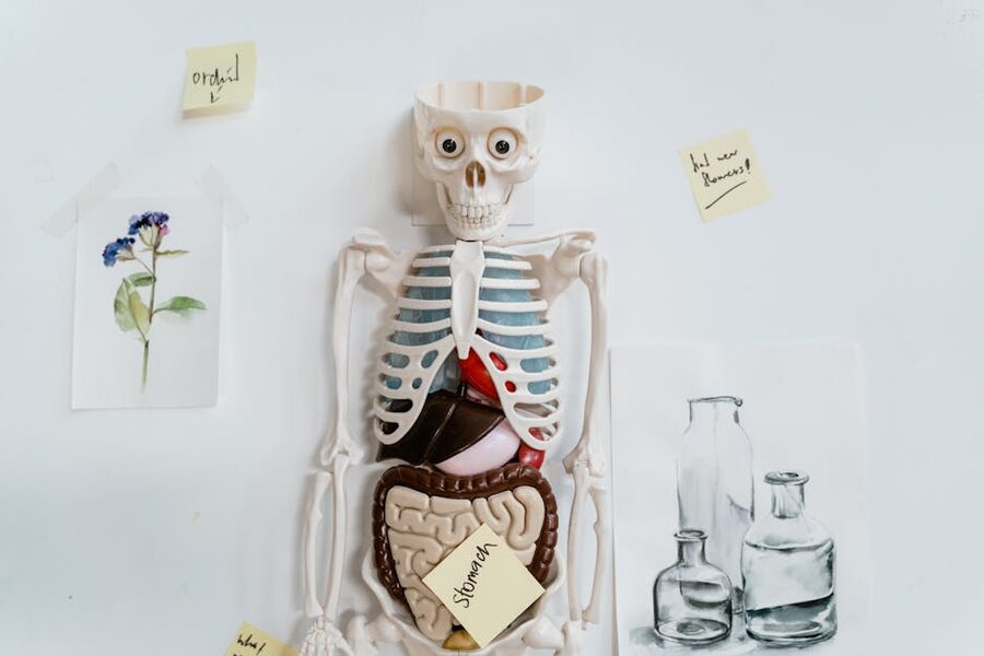 Anatomical model with sticky notes drawings