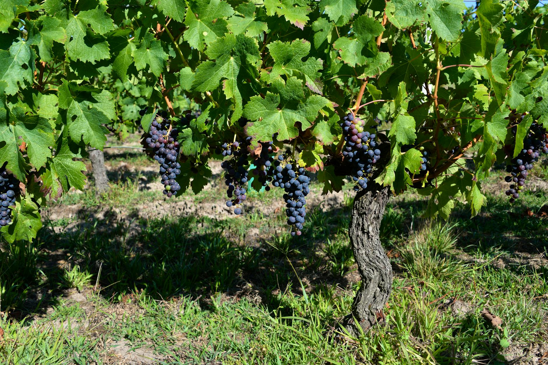 Ripe grape bunches on a Bordeaux vineyard in summer