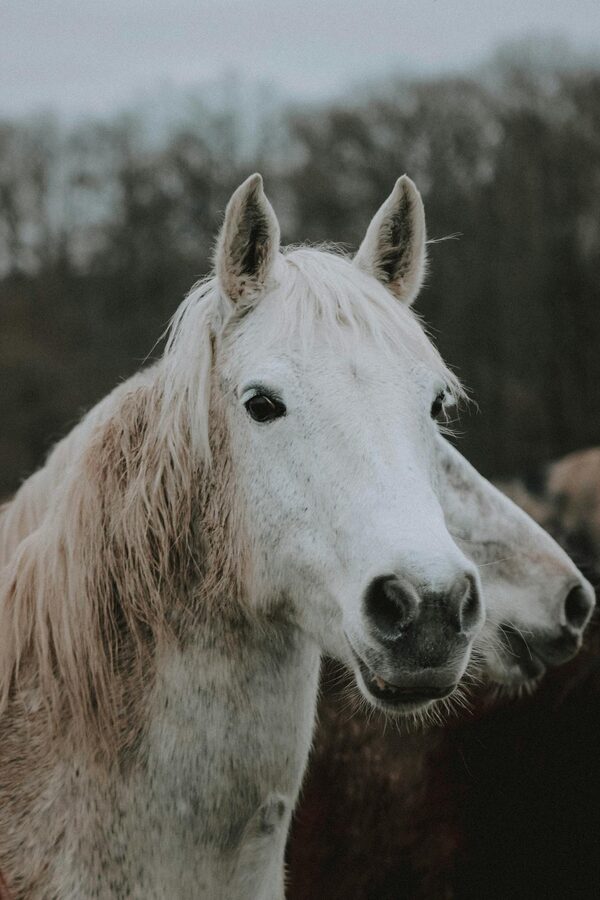 Grey Camargue horse with long flowing mane