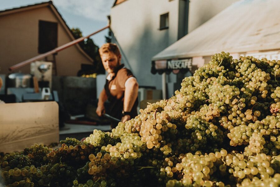 Grape vineyard in Champagne region