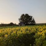 champagne vineyard france 28304437