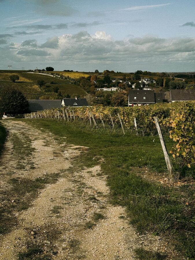 Champagne vineyard rows in France