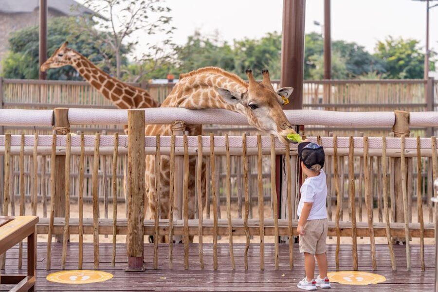 Child interacting with animals at zoo
