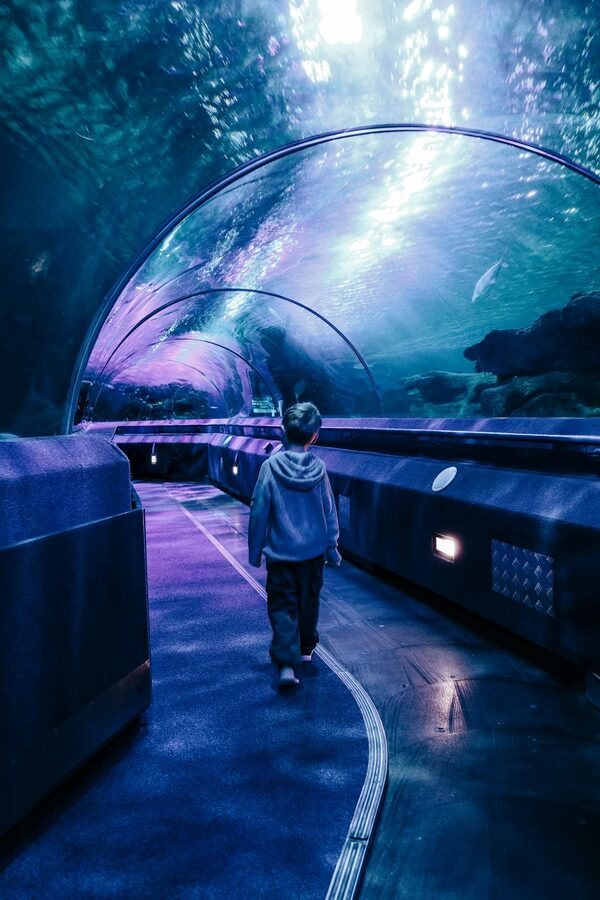 Child walks through an illuminated underwater tunnel in an aquarium