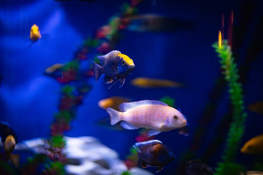 Colourful tropical fish swimming in an aquarium with vivid backgrounds