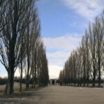 dachau-trees-symmetrical-rows