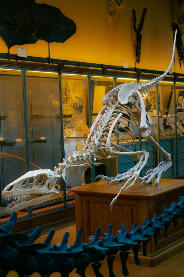 Dinosaur skeleton displayed in a Paris museum