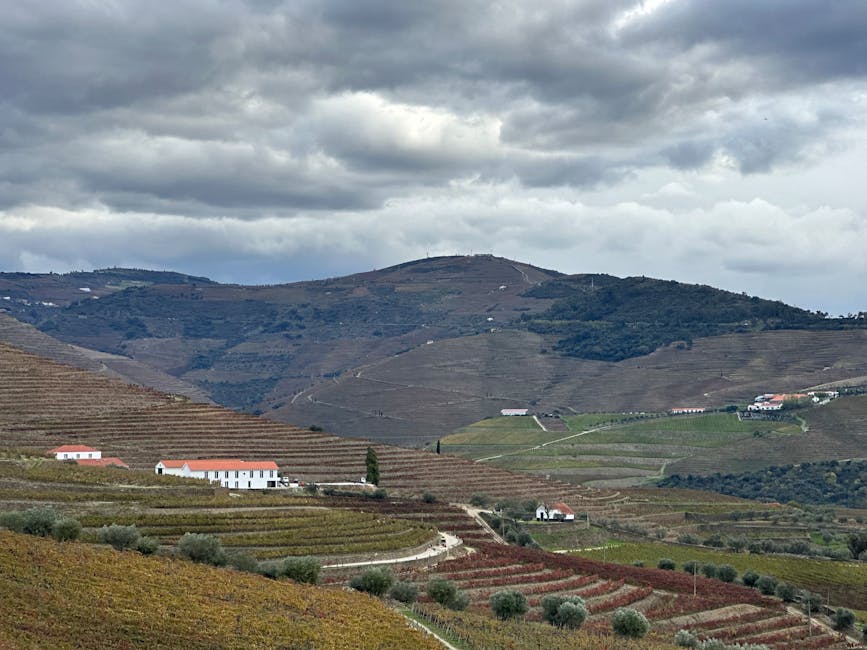 Sunset light over Douro Valley vineyards