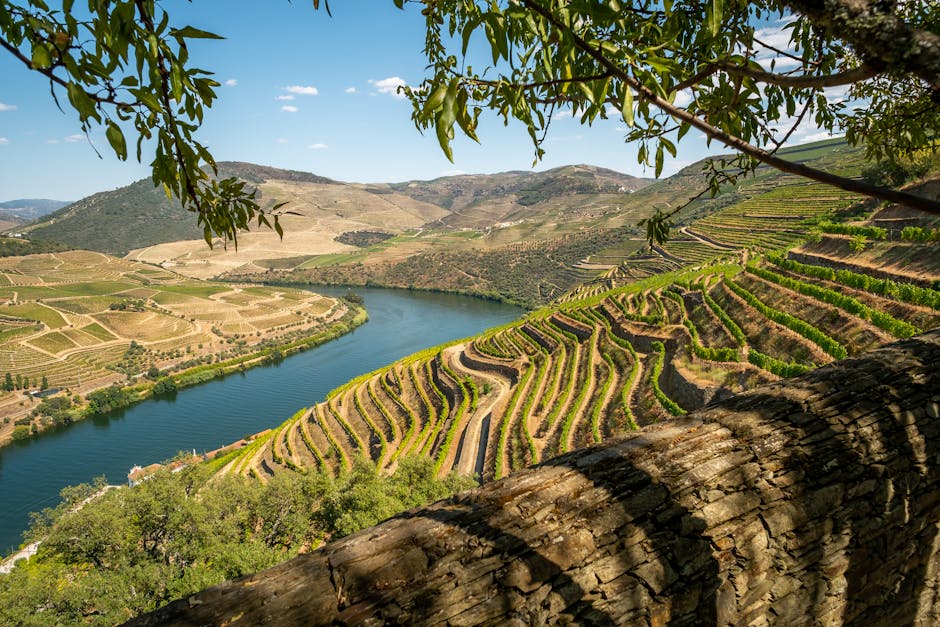 Grape harvest in a vineyard
