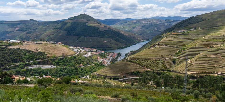 Panoramic view of the Douro Valley with vineyards and river