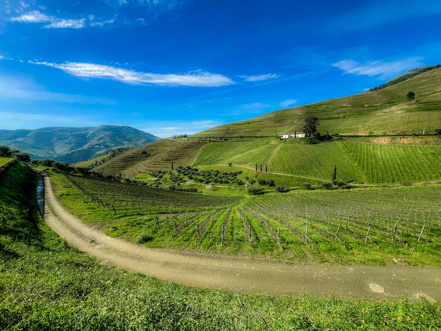 Scenic Douro Valley landscape with terraced vineyards and river