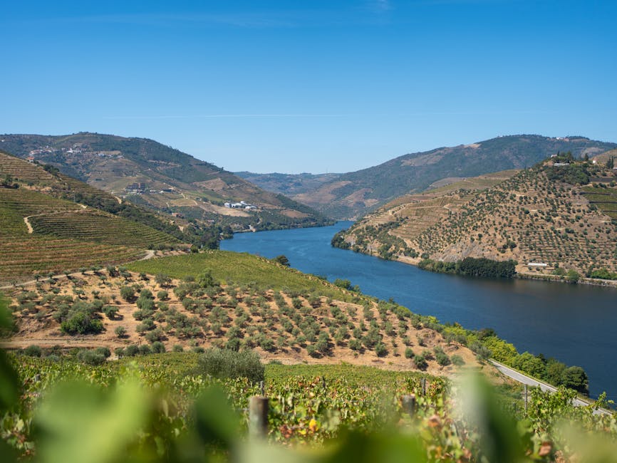 Terraced vineyards covering hillsides in the Douro Valley
