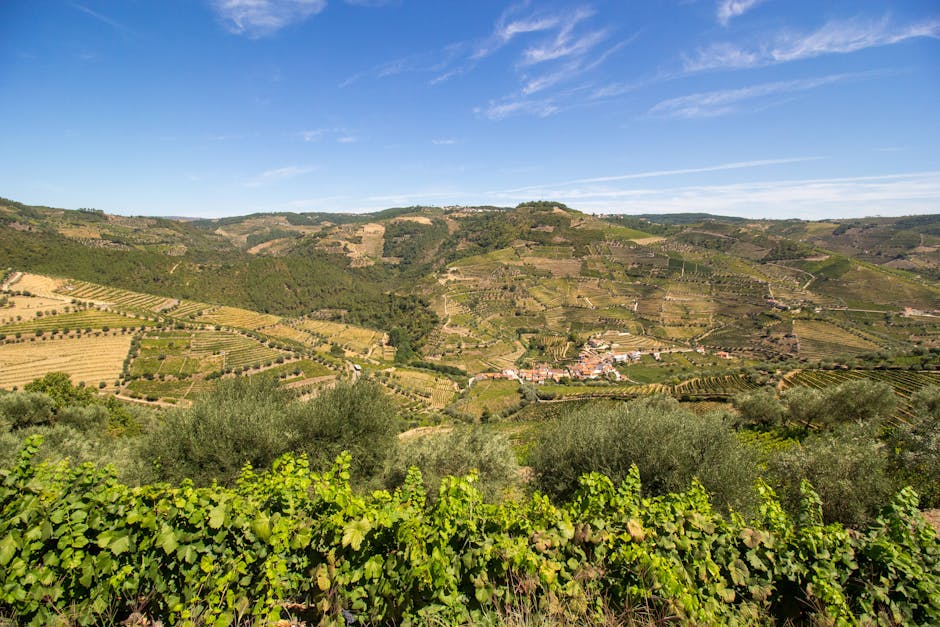 Rows of grapevines on terraced hillside in the Douro Valley