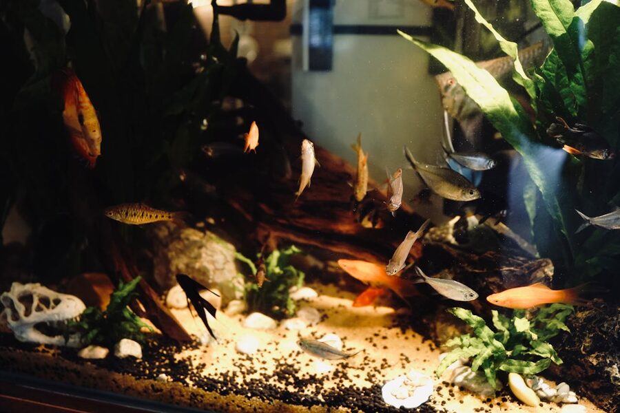 Various fish in a decorated aquarium with lush green plants
