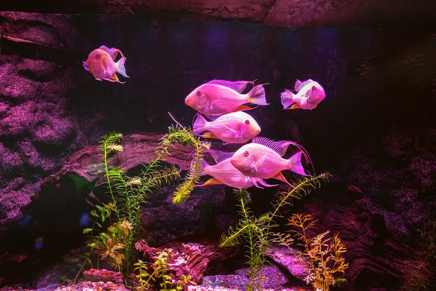 Colourful fish swimming in a pink-lit aquarium setting