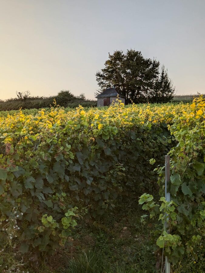 French countryside vineyard in green