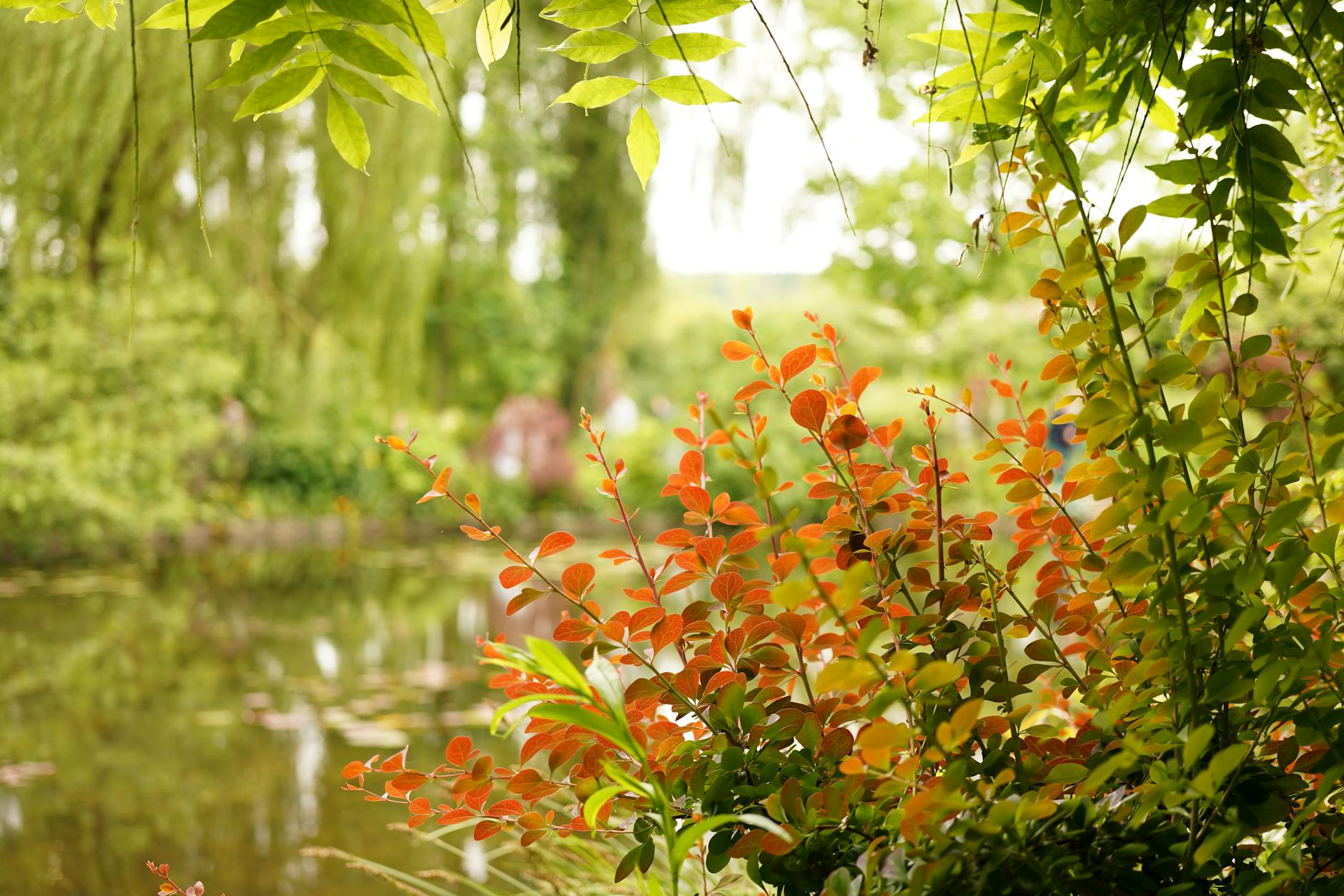 Garden foliage with water reflection and peaceful atmosphere