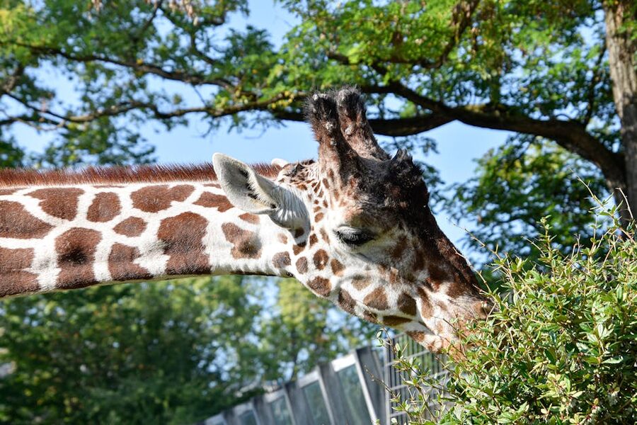 Giraffe close-up eating foliage