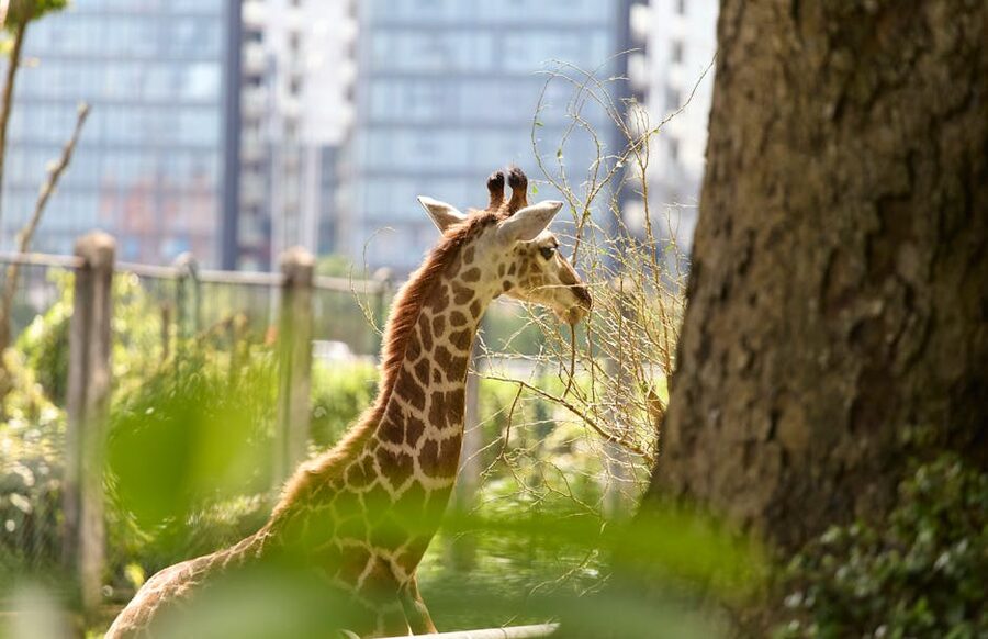 Giraffe in urban zoo with city background