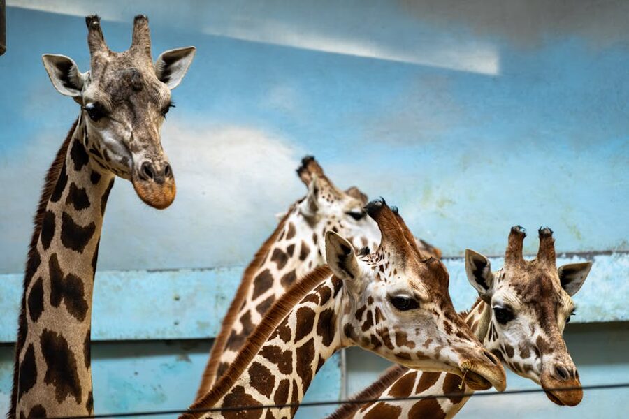 Giraffes in zoo exhibit