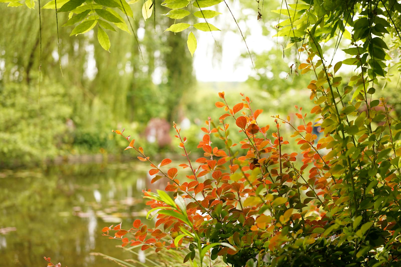 Lush garden foliage reflecting on the water at Monet's Giverny water garden