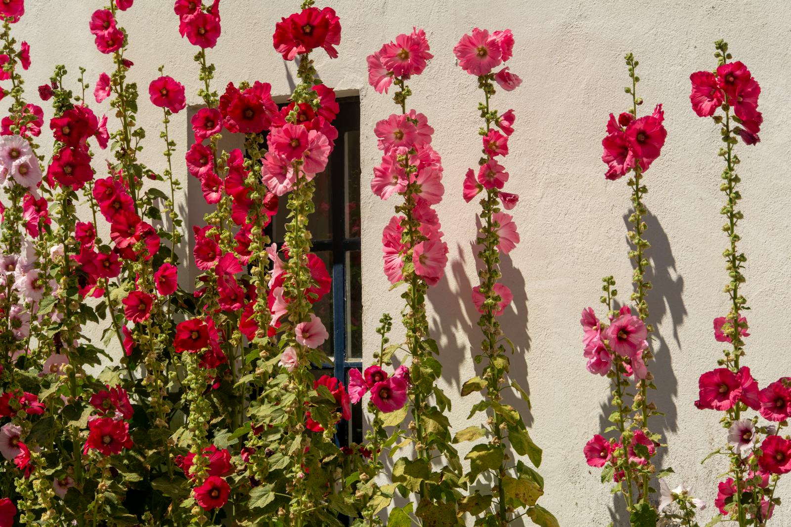 Red and pink hollyhocks blooming against a sunlit stone wall in rural Giverny