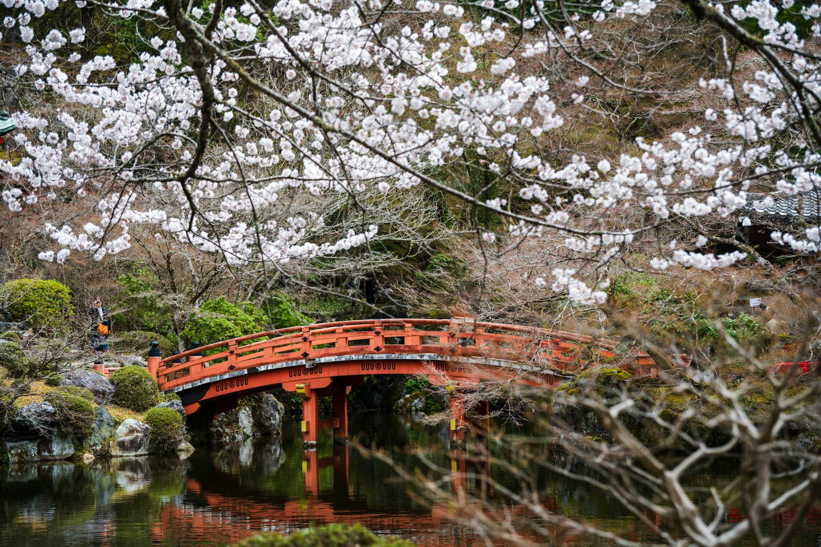 Red bridge framed by cherry blossoms evoking the Giverny Japanese bridge
