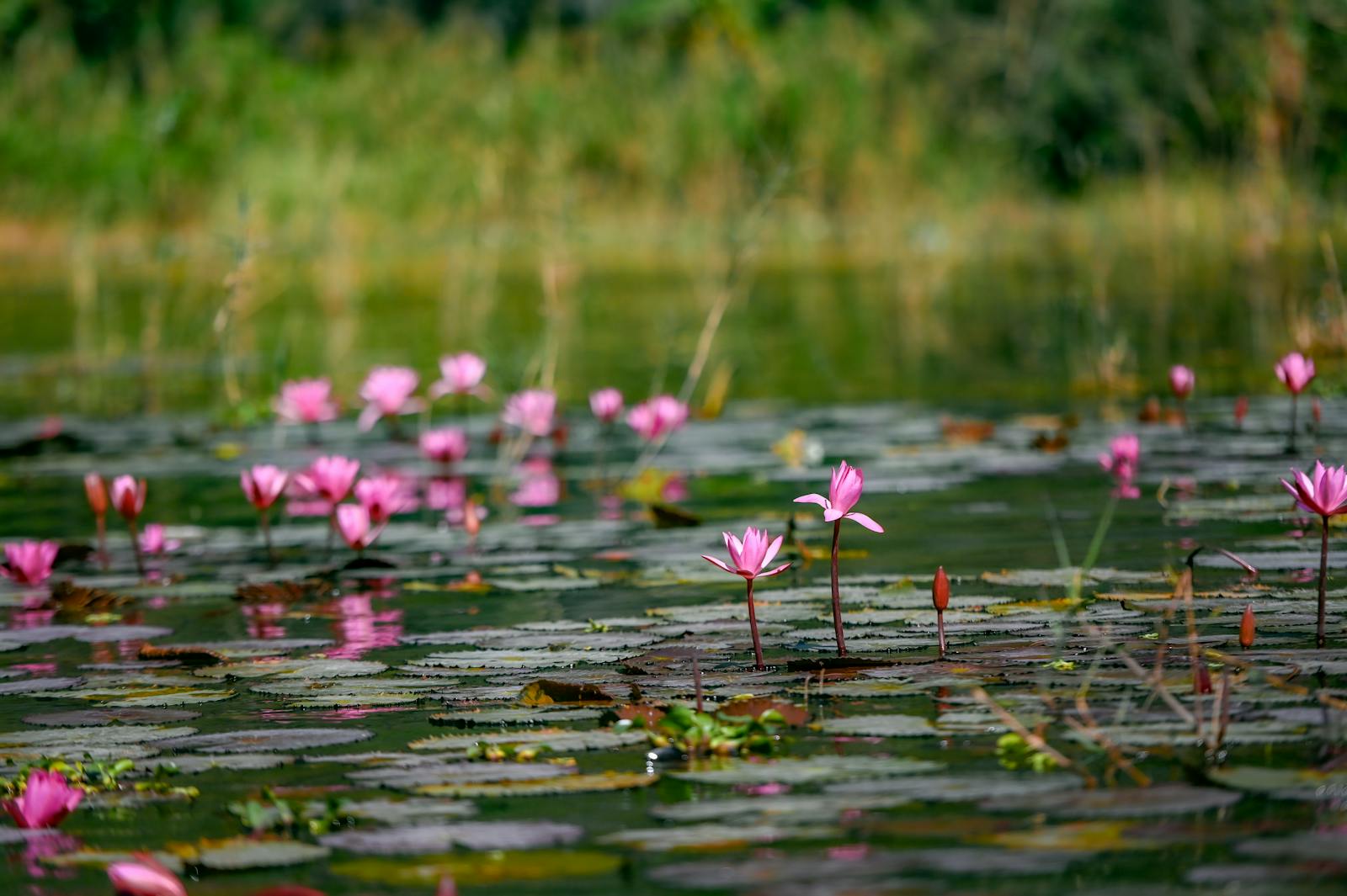 Pink water lilies blooming gracefully on a serene Giverny pond