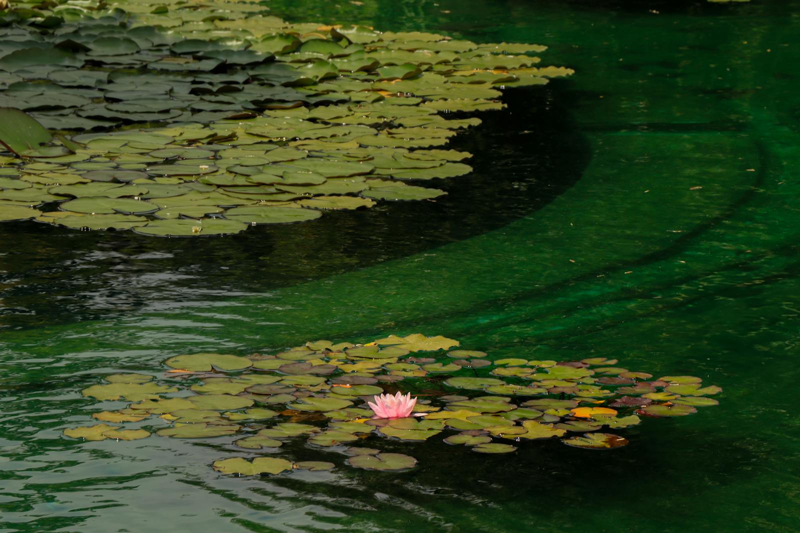 Pink water lily among lily pads on a serene Giverny pond