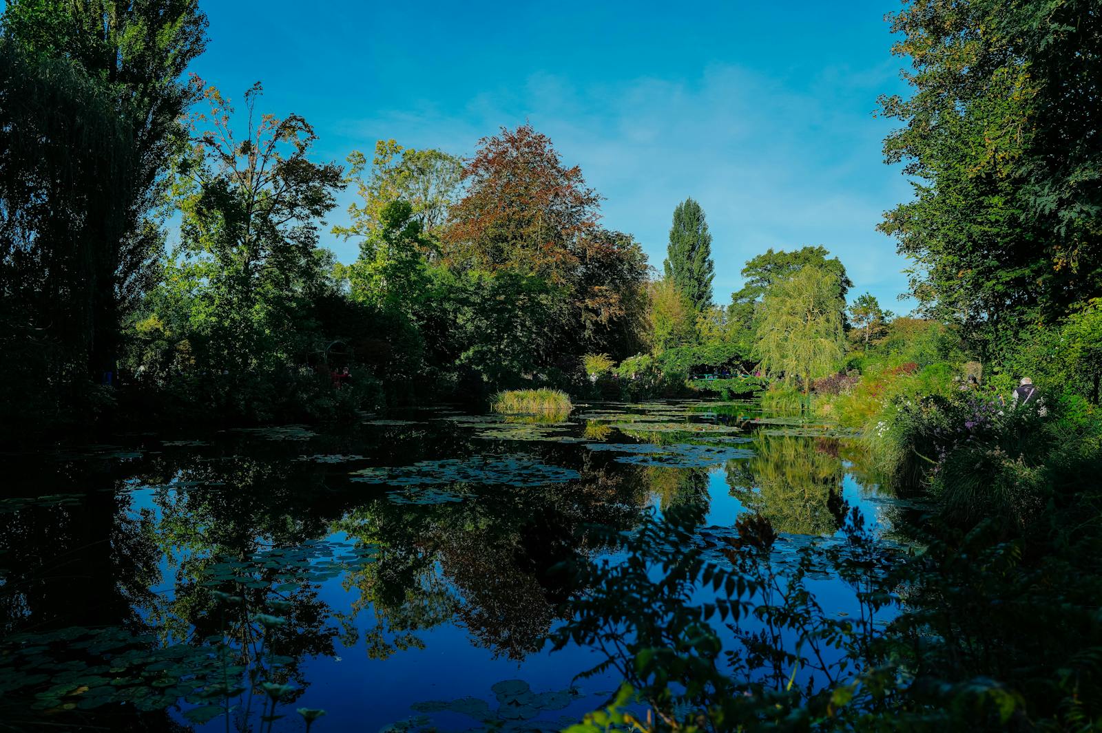 Giverny pond reflecting green trees under a clear blue sky